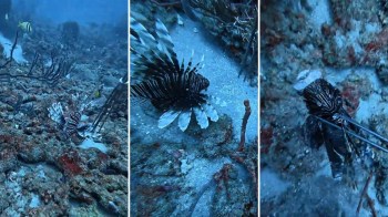 A lionfish swimming over a rocky ocean floor with various coral and marine life in the background.