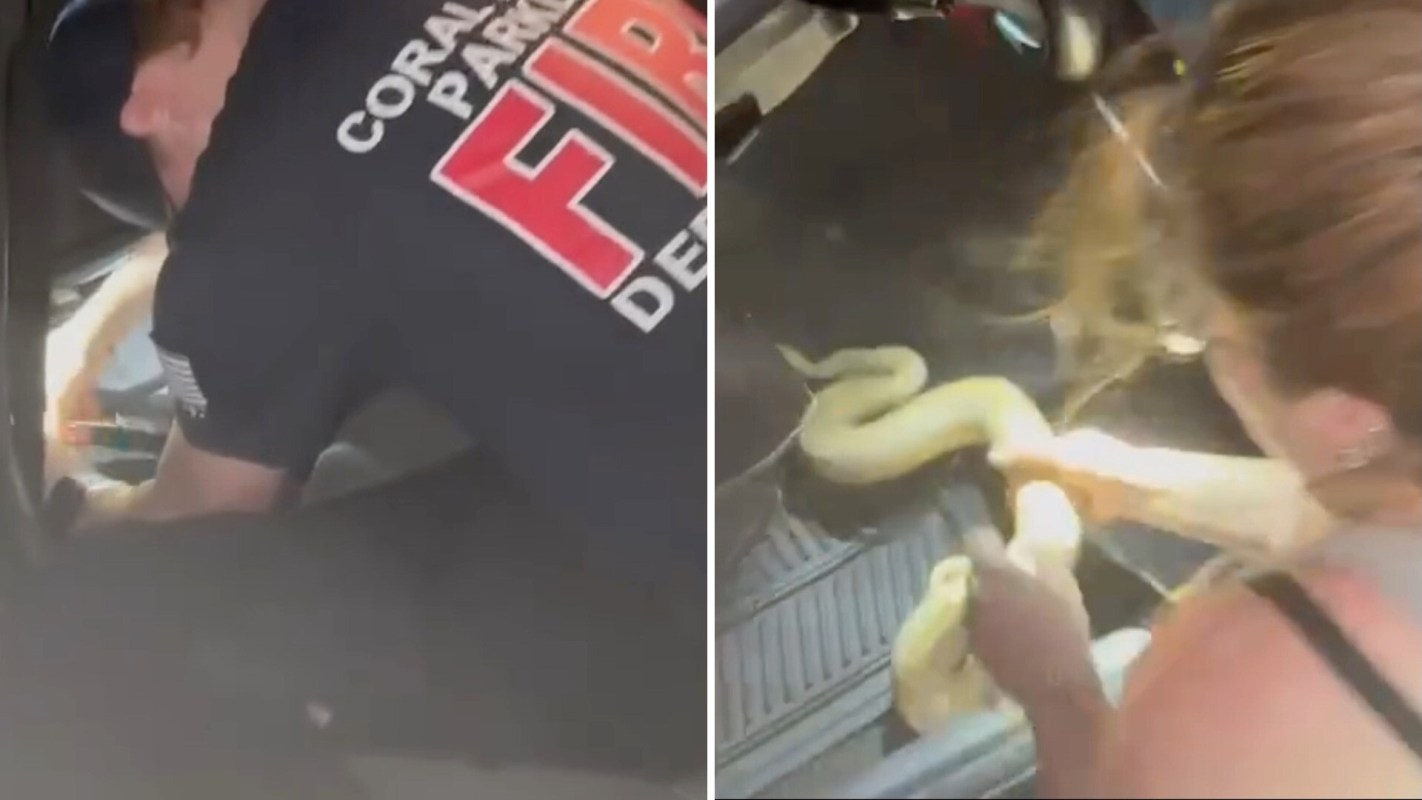 A firefighter and a woman work together to remove a large yellow python from a car interior.