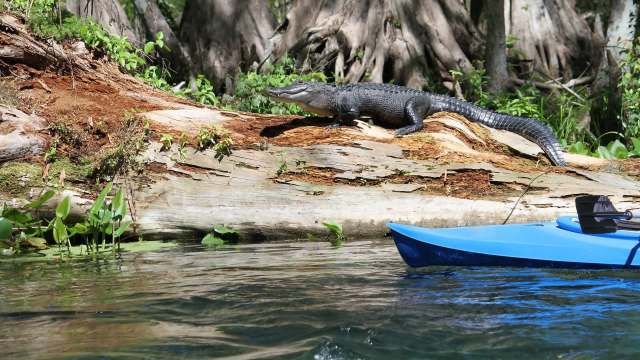 An alligator rests on a log beside calm water with a blue kayak nearby.