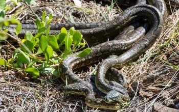 Two intertwined pythons mating among green leaves and dry grass.