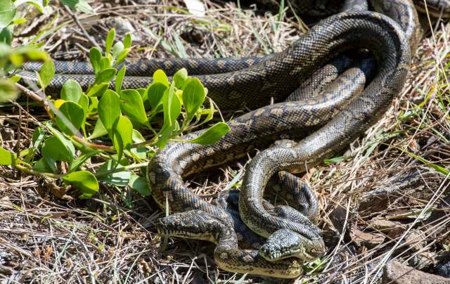 Two intertwined pythons mating among green leaves and dry grass.