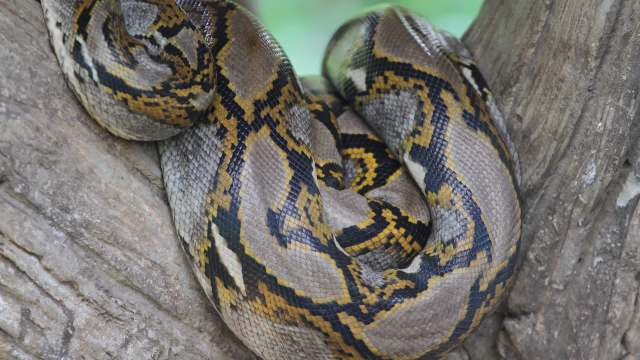A coiled Burmese python resting on a tree branch.