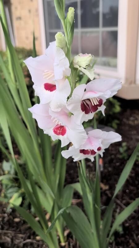 White flowers in a garden.