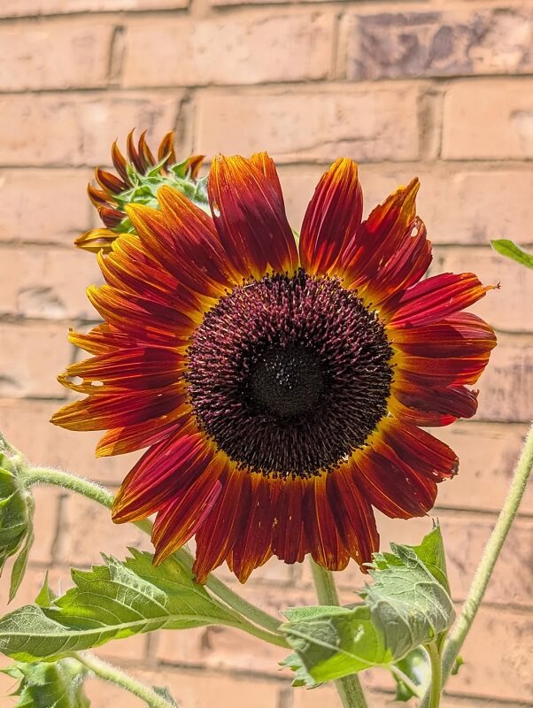 A red and yellow sunflower in front of a brick building.