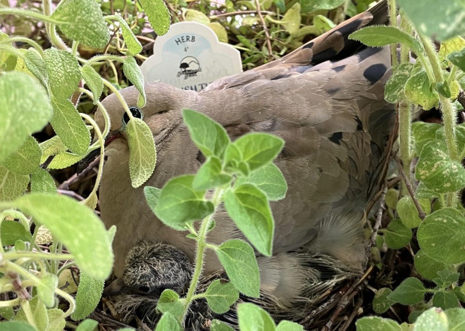 A chick nestled close to an adult mourning dove amid English thyme.