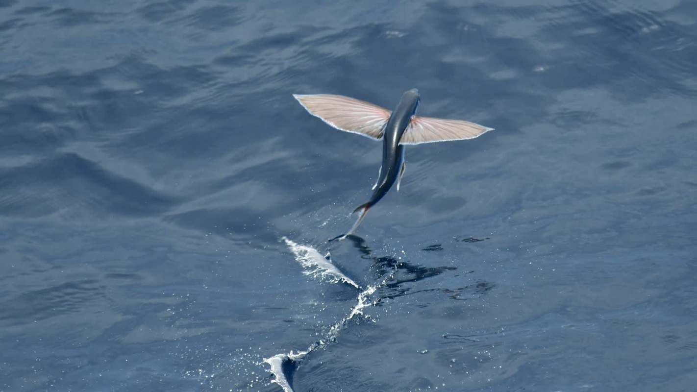 A flying fish leaps above the water's surface, showcasing its wing-like fins.