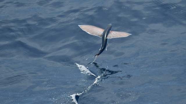 A flying fish leaps above the water's surface, showcasing its wing-like fins.