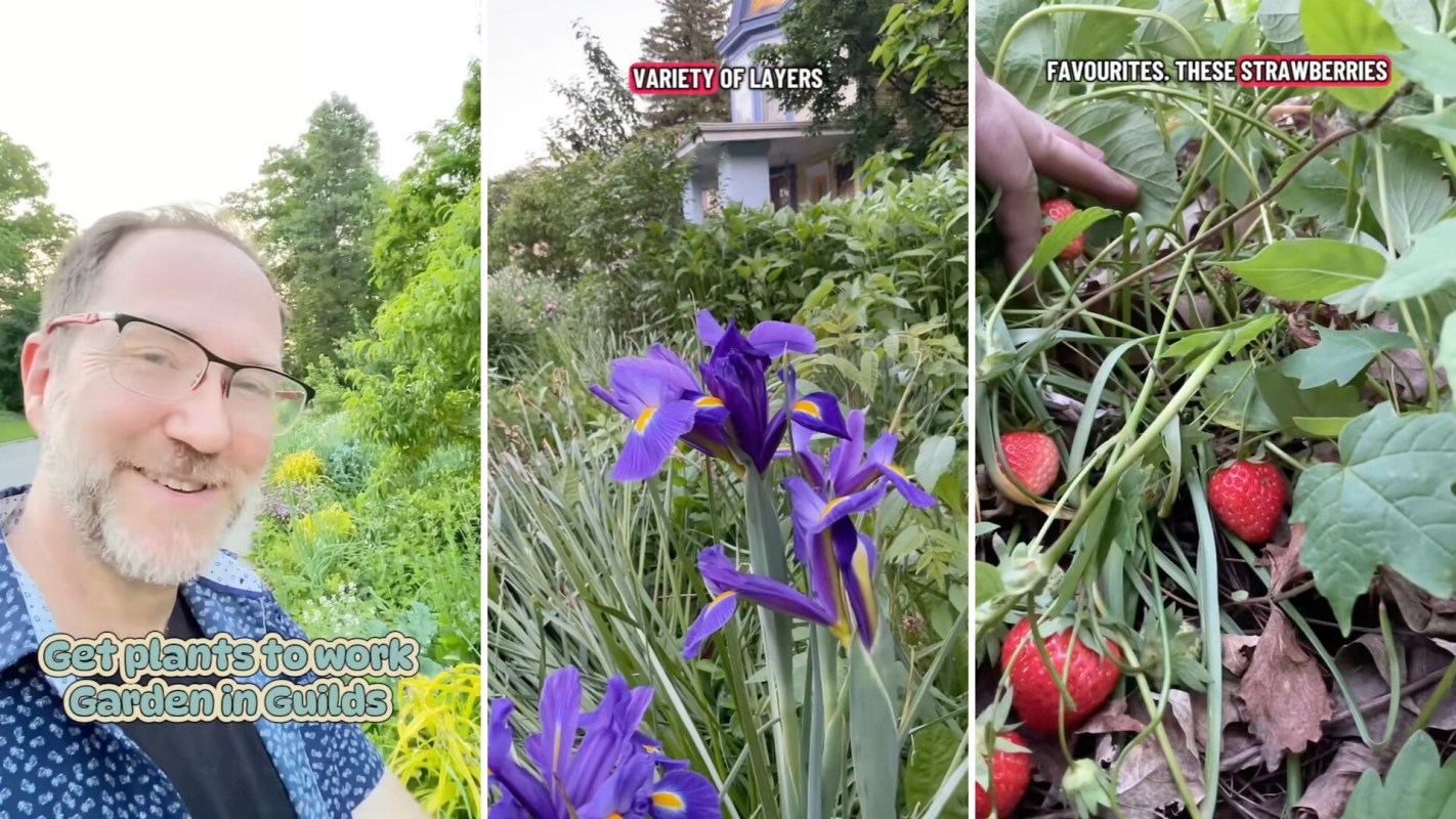 A person smiles in a lush garden showcasing purple irises and freshly picked strawberries.