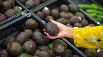 A hand holds an avocado above a bin filled with various avocados in a grocery store.
