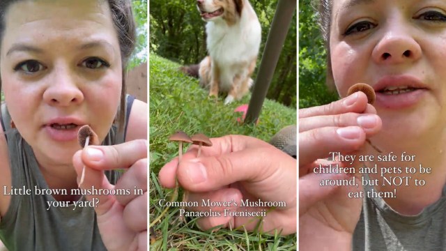 A woman shows small brown mushrooms while explaining they are safe for children and pets but not for eating.