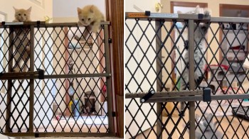 Orange and gray kittens attempt to climb over a pet gate.