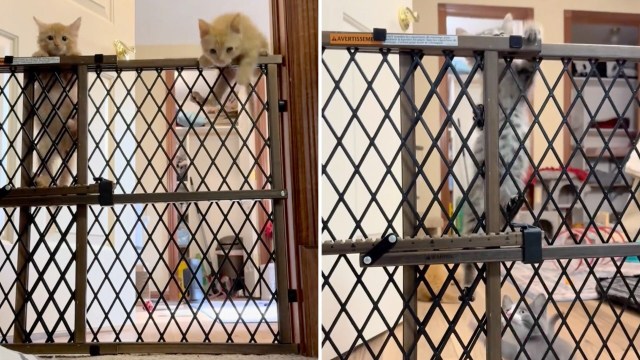 Orange and gray kittens attempt to climb over a pet gate.