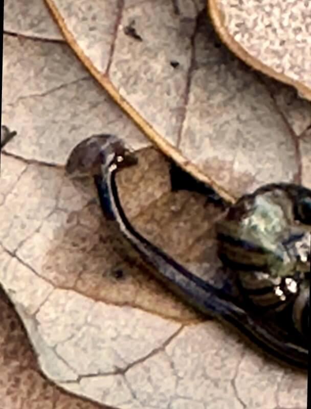 A brown, curved flatworm resting on a yellow leaf.