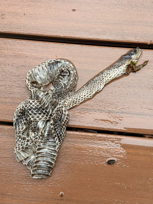 A discarded snake skin lying on a wooden surface with some debris nearby.
