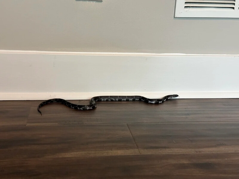 Another view of the snake on the floor.