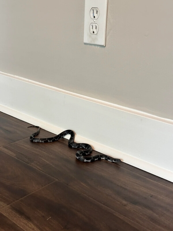 A snake on the floor in a house next to a wall.