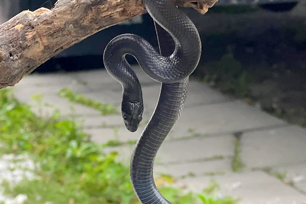 A black snake hangs from a branch, with a blurred green background and a stone pathway beneath.