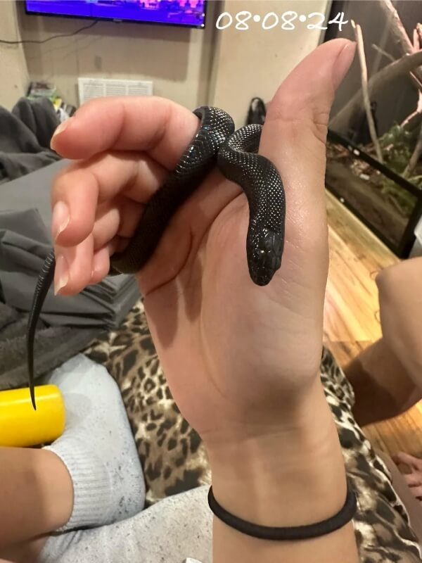 The snake being held in its owner's hand while back at home.