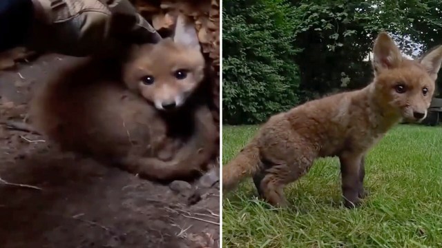 A side-by-side image of a young fox curled up in a den and standing in a grassy area.