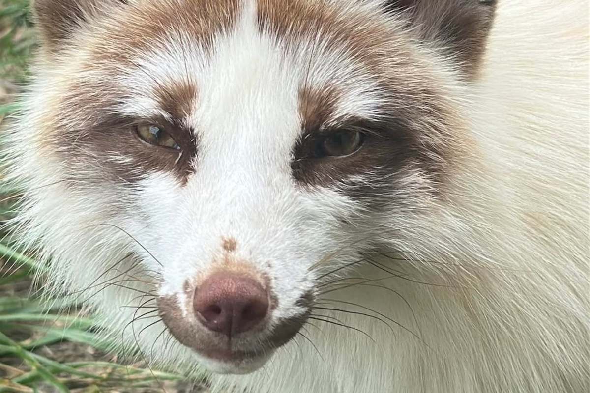 A close-up of a white fox with brown markings, staring directly at the camera amidst green grass.