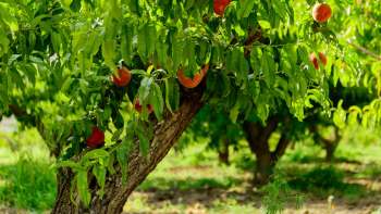 A peach tree with ripe fruit and vibrant green leaves in a sunny orchard setting.