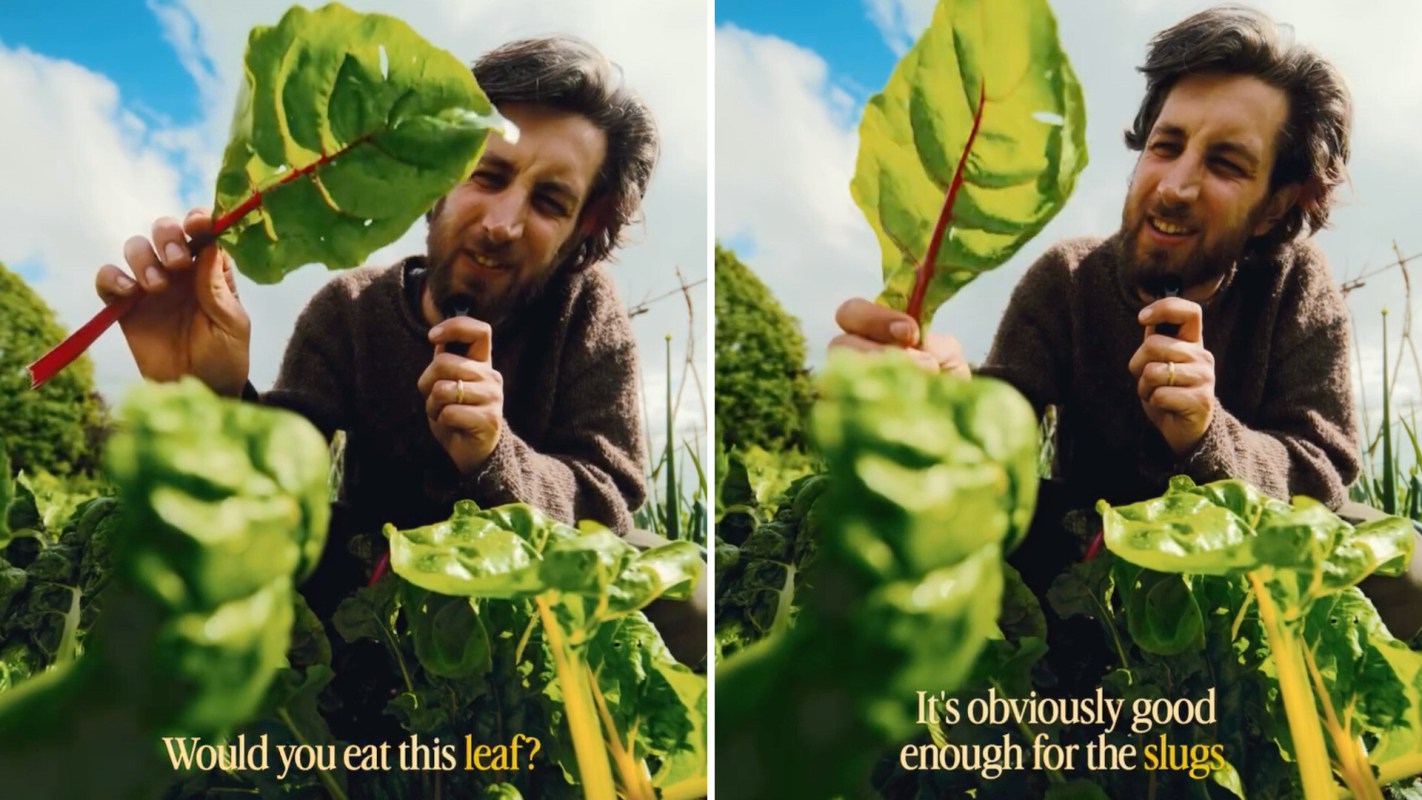 A person holding a big leafy green.