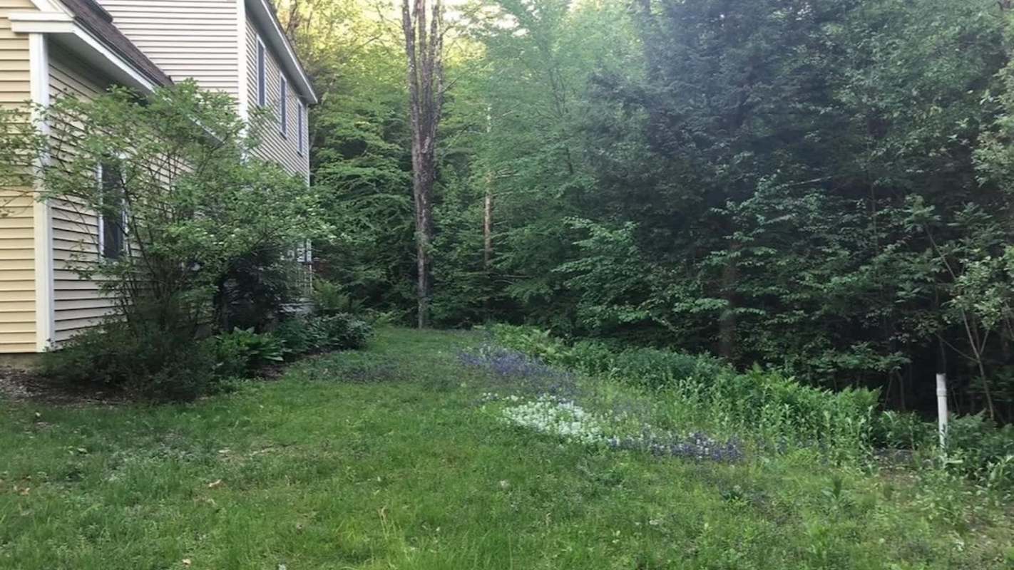 A grassy area beside a house, bordered by various green plants and a forest backdrop with trees.