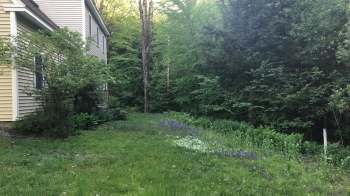 A grassy area beside a house, bordered by various green plants and a forest backdrop with trees.
