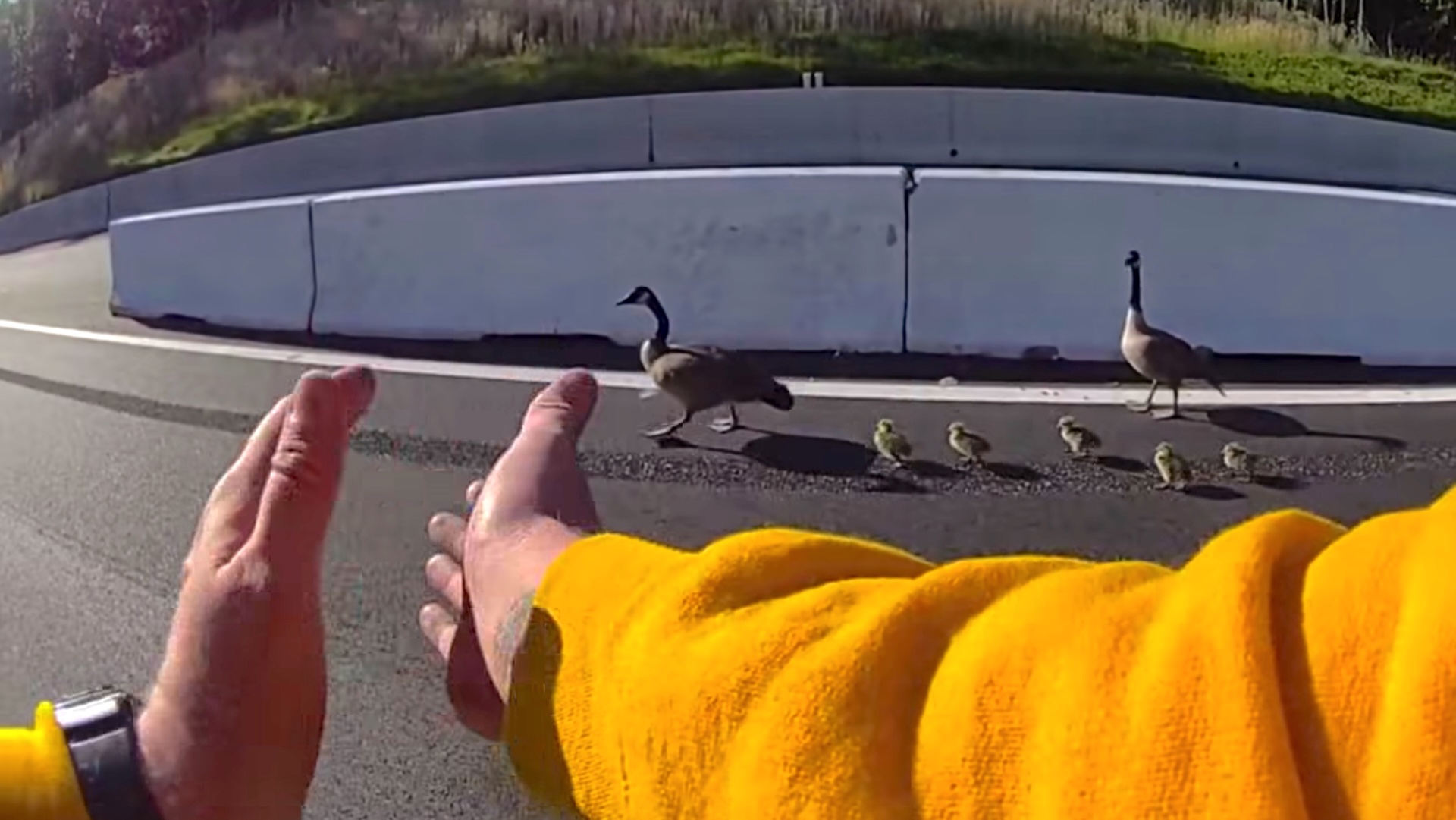 Body-cam footage shows Maryland officer and Good Samaritans stopping I-95 to guide a goose family to safety