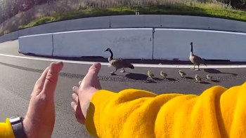 A person claps their hands to guide a mother goose and her four goslings off a highway.