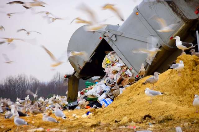 A garbage truck empties waste onto a landfill, while seagulls flock around the site.