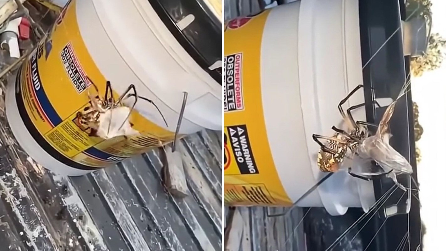 A close-up of a spider with a golden body sitting on a yellow labeled container.