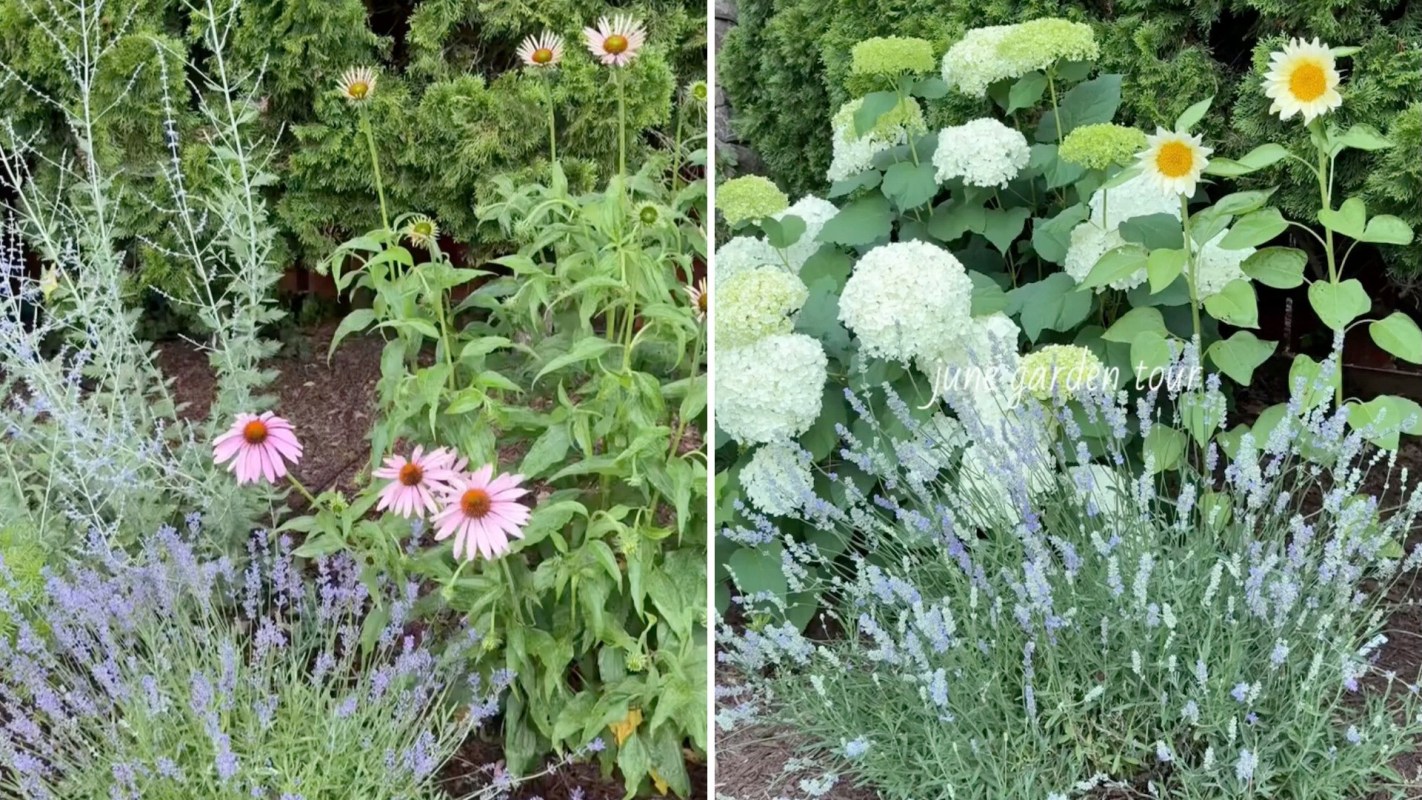 A vibrant garden featuring pink daisies, white hydrangeas, yellow sunflowers, and lavender plants.