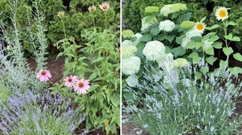 A vibrant garden featuring pink daisies, white hydrangeas, yellow sunflowers, and lavender plants.