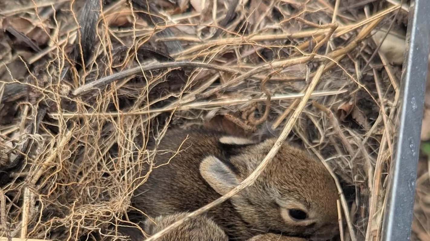 A young rabbit nestled in a bed of dry grass and twigs.