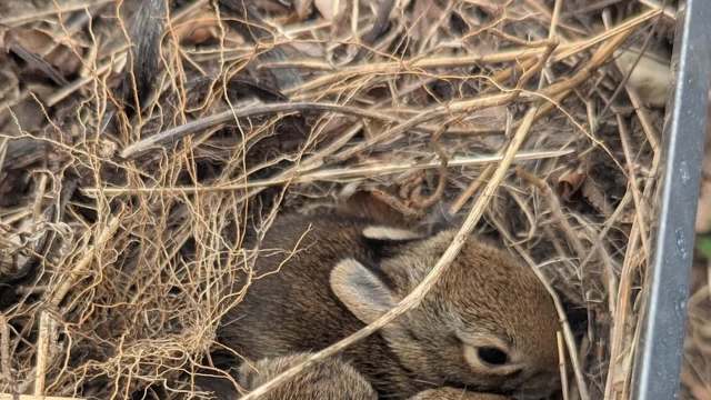 A young rabbit nestled in a bed of dry grass and twigs.