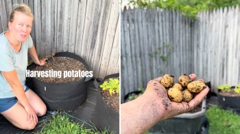 A person kneels beside a planter, holding freshly harvested potatoes in a garden setting.
