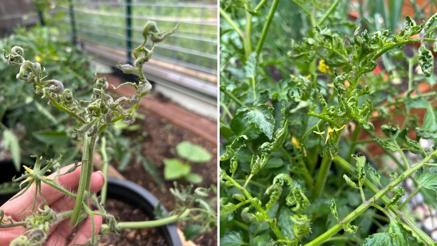Two images of distorted tomato plant leaves showing curled and twisted growth from potential disease or stress.