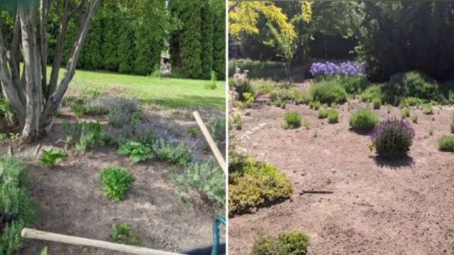 A comparison of two garden areas; one lush with plants and the other bare with sparse vegetation.