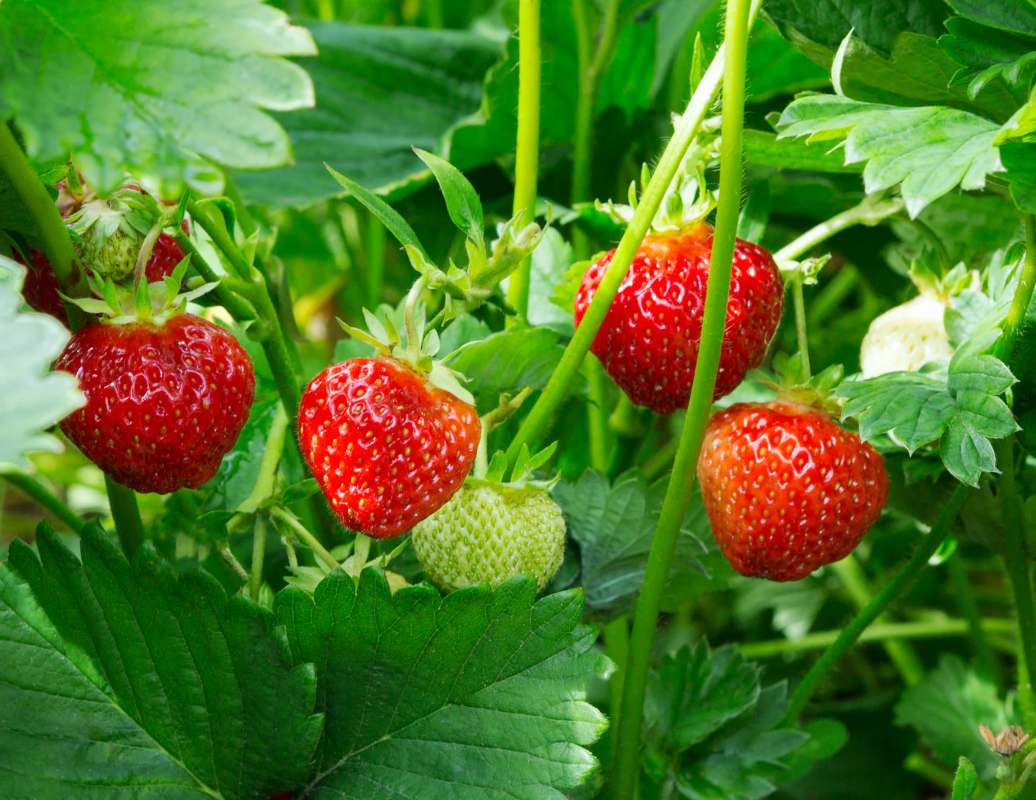 Juicy red strawberries grow among vibrant green leaves, with some unripe berries visible.