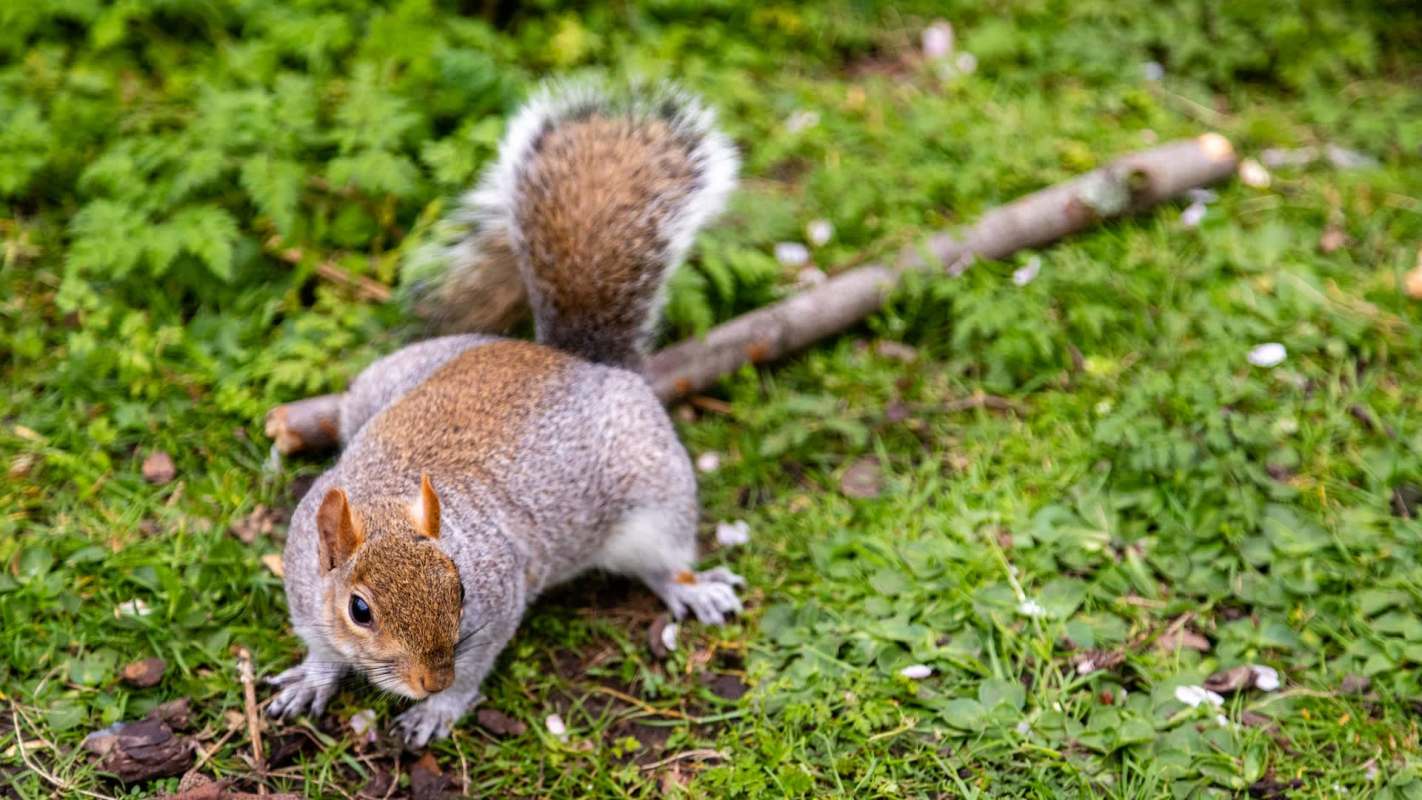 A squirrel with a bushy tail forages on the grass near a small stick.