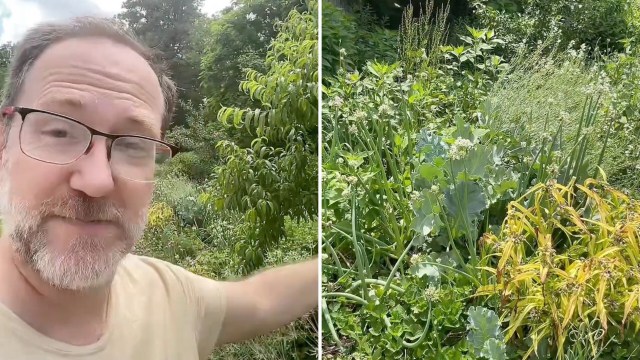 A man gestures toward a lush garden filled with various plants and greenery.