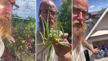 A man with a beard shows various plants, including a peculiar flowering stem, in a sunny garden setting.