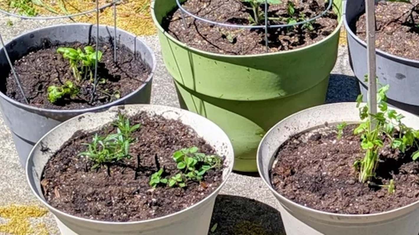 Several potted plants with young growth.
