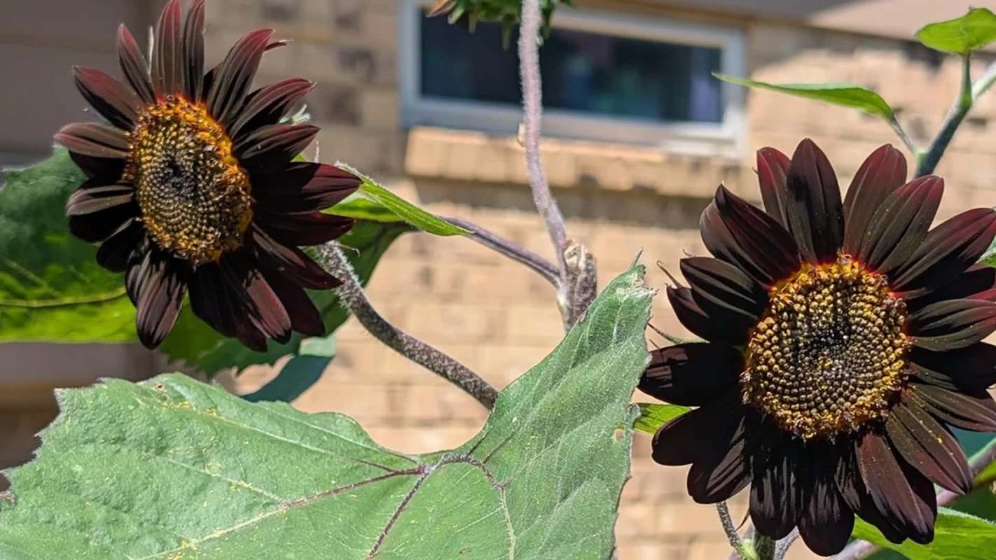 Two dark sunflowers in front of a brick building.