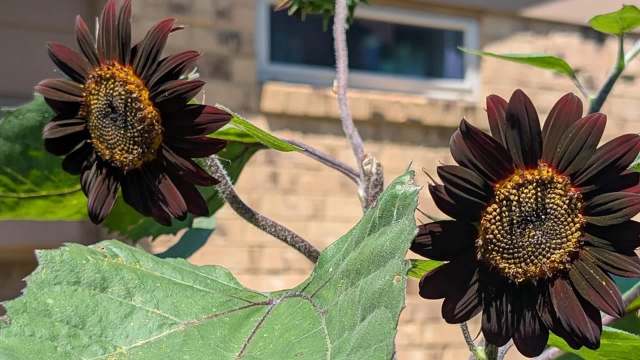 Two dark sunflowers in front of a brick building.