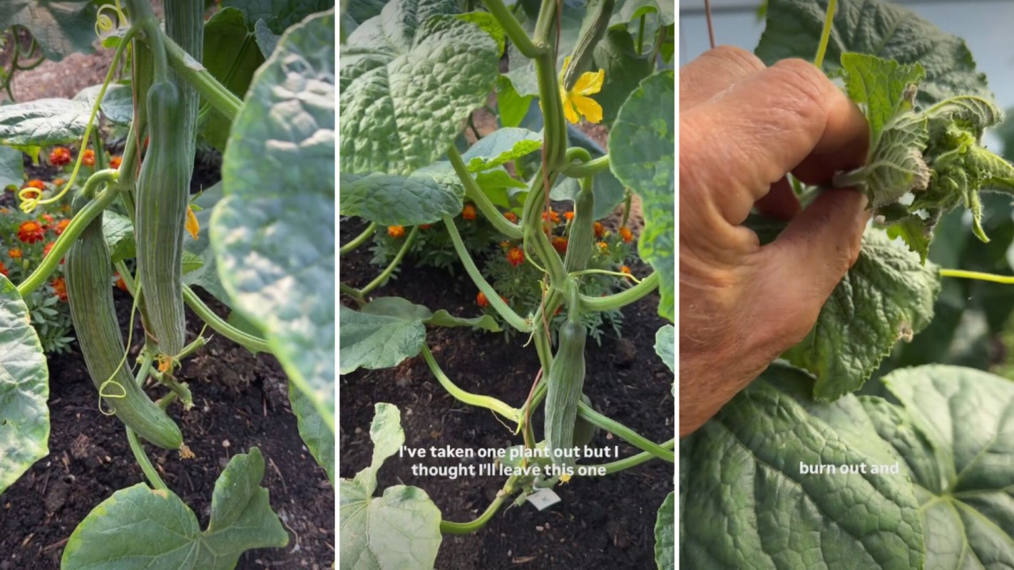 A hand inspecting a cucumber plant.