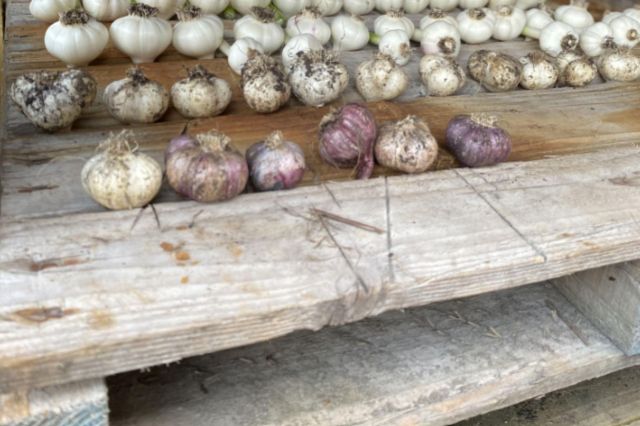 Garlic bulbs arranged on a wooden table.