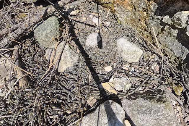 A tangled mass of snakes on rocky ground.