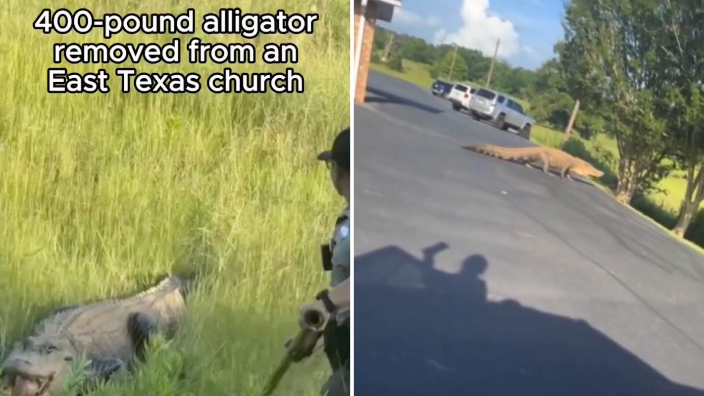 A 400-pound alligator is being removed from a grassy area near a church by a police officer in East Texas.